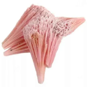 A delicate and vibrant pink cluster of manganese dolomite carbonate mineral crystals, fanning out in a fibrous, radiating formation.